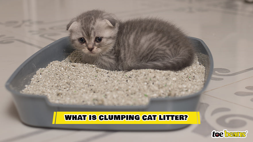 Clumping Cat Litter Image by Toe Beans