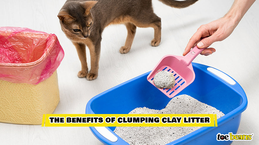 Clumping Clay Cat Litter Image by Toe Beans