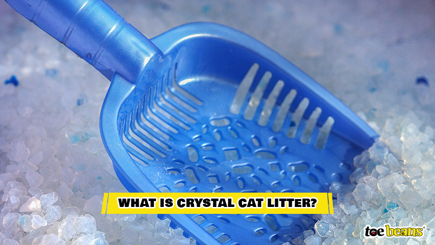Crystal Cat Litter Image by Toe Beans