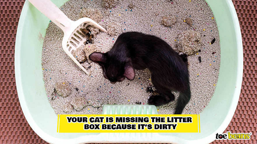 Dirty Litter Box Image by Toe Beans