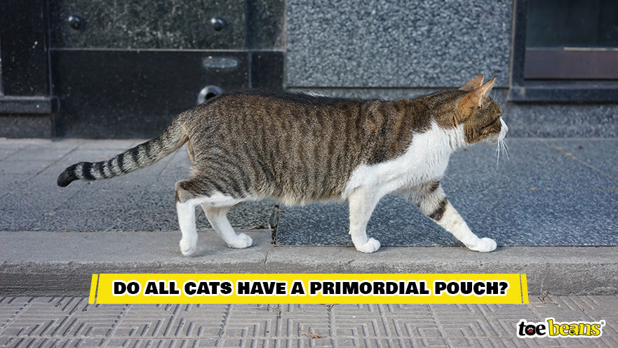 Do All Cats Have a Primordial Pouch Image by Toe Beans