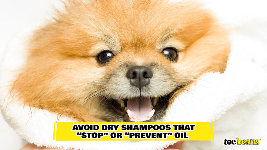 Dog After Dry Shampoo