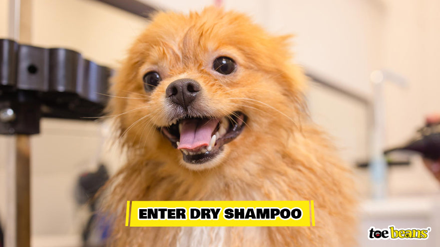 Dog Dry Shampoo Session