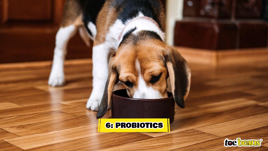 Dog Eating Healthy Foods Image by Toe Beans
