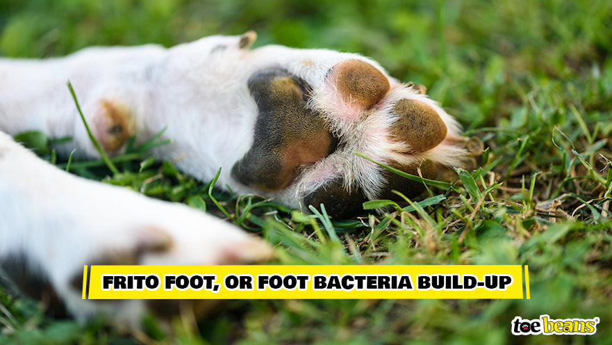 Dog Frito Foot Image by Toe Beans
