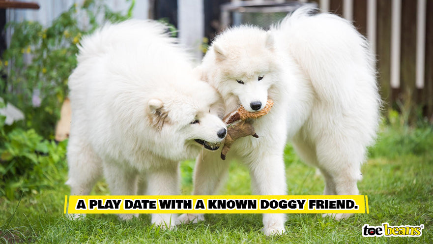 Dog Play Date Image by Toe Beans