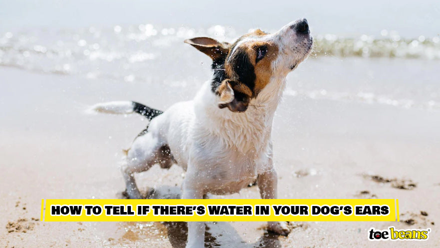 Dog Shaking Off Water Image by Toe Beans