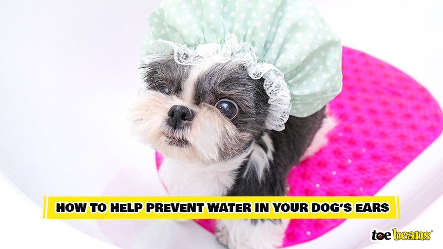 Dog Wearing A Shower Cap Image by Toe Beans