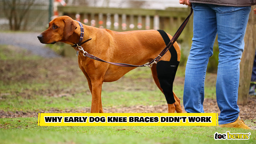 Dog in a Knee Brace Image by Toe Beans