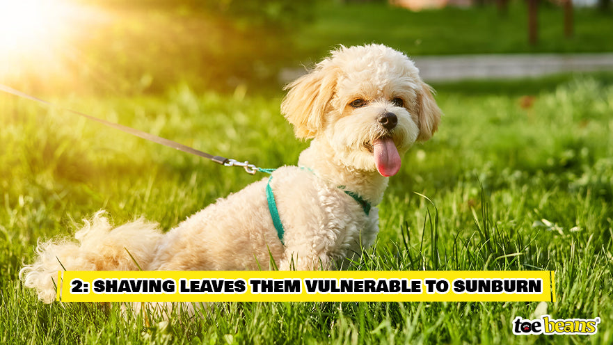 Dog in the Sun Image by Toe Beans