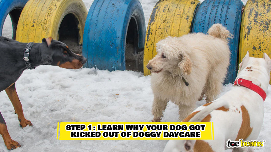 Dogs at Doggy Daycare Image by Toe Beans