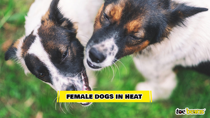 Dogs in Heat Image by Toe Beans