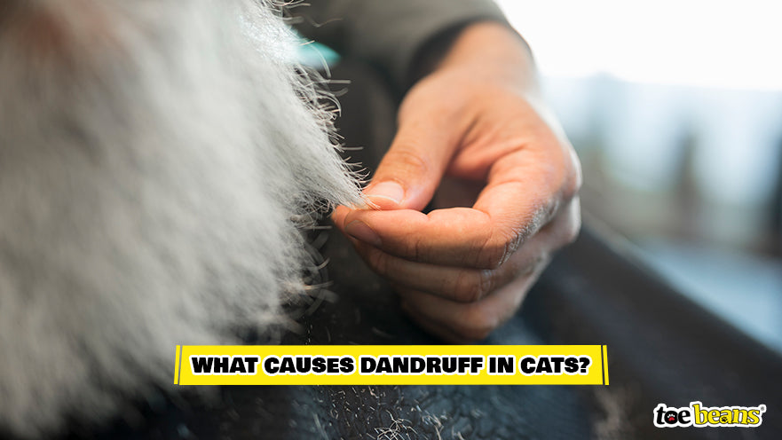 Examining Cat Dandruff Image by Toe Beans