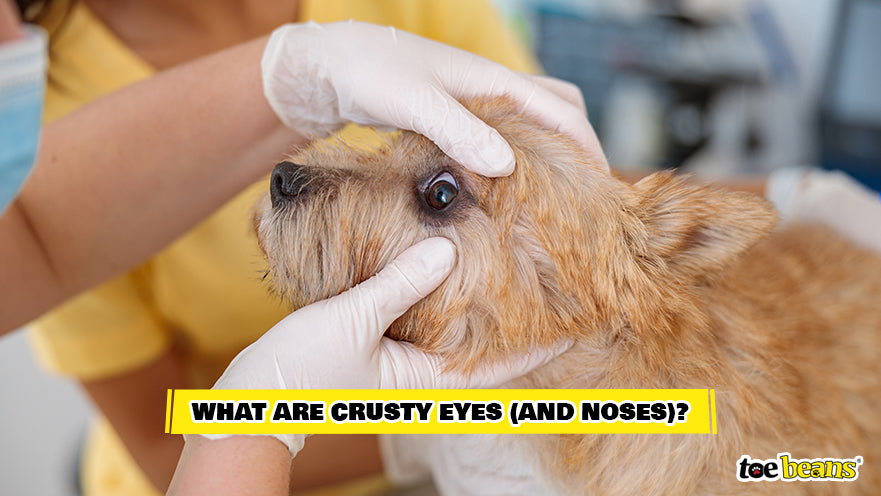 Examining Dog Eyes for Crust Image by Toe Beans