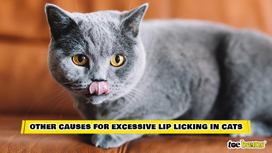 Excessive Lip Licking in Cats Image by Toe Beans