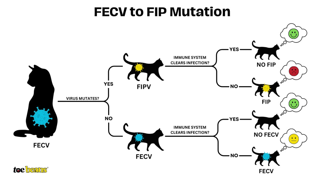FECV to FIP Mutation in Cats