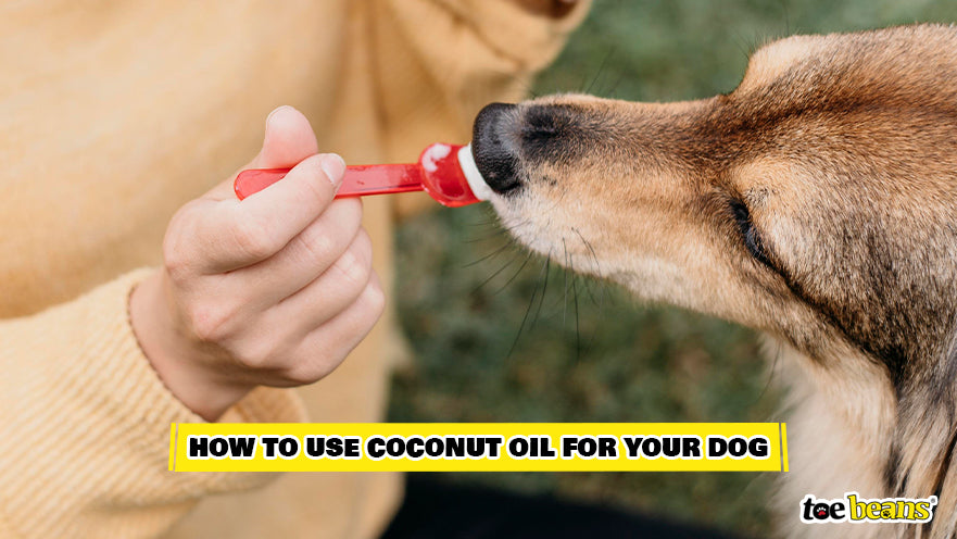 Feeding a Dog Coconut Oil Image by Toe Beans