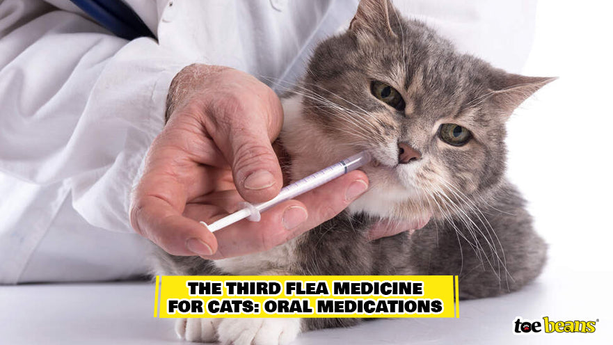 Giving Cat Oral Medication Image by Toe Beans
