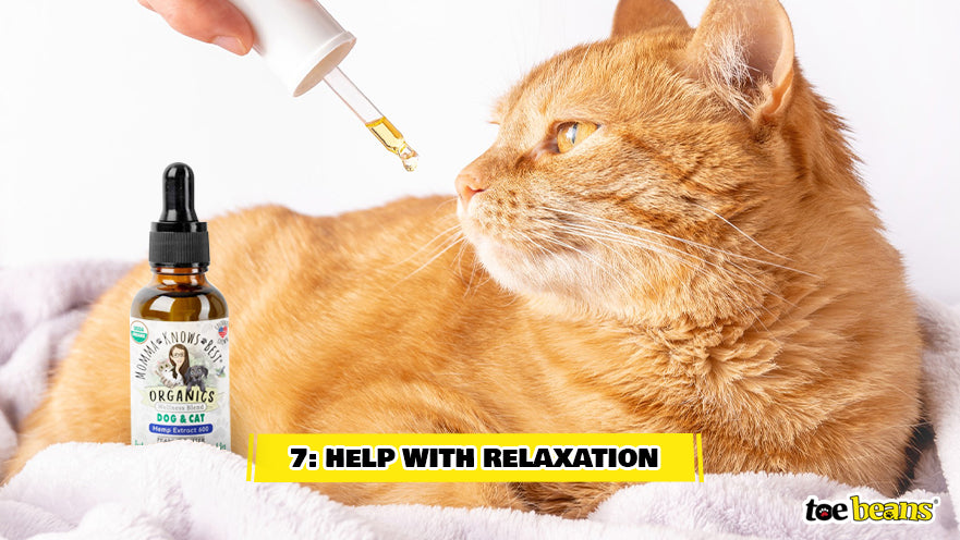 Giving Cat Relaxing CBD Image by Toe Beans