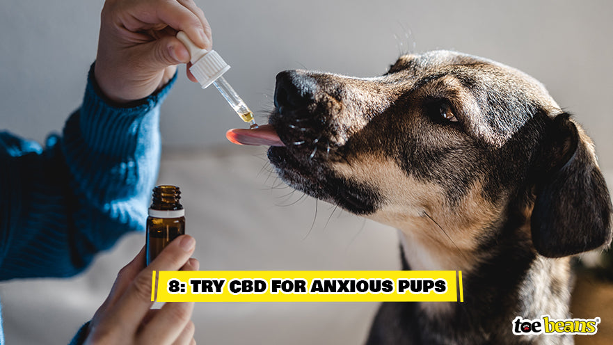Giving Dog CBD Image by Toe Beans