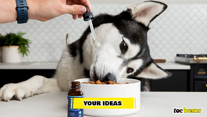 Giving Dog CBD