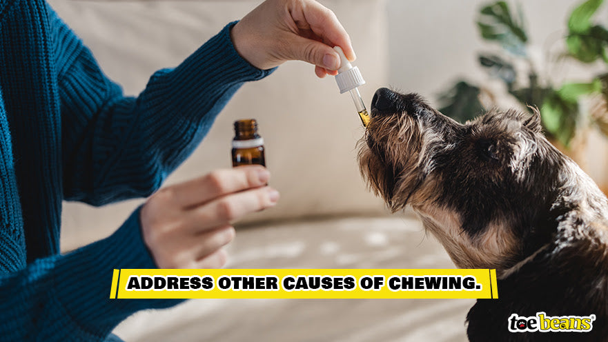 Giving a Dog CBD Oil Image by Toe Beans