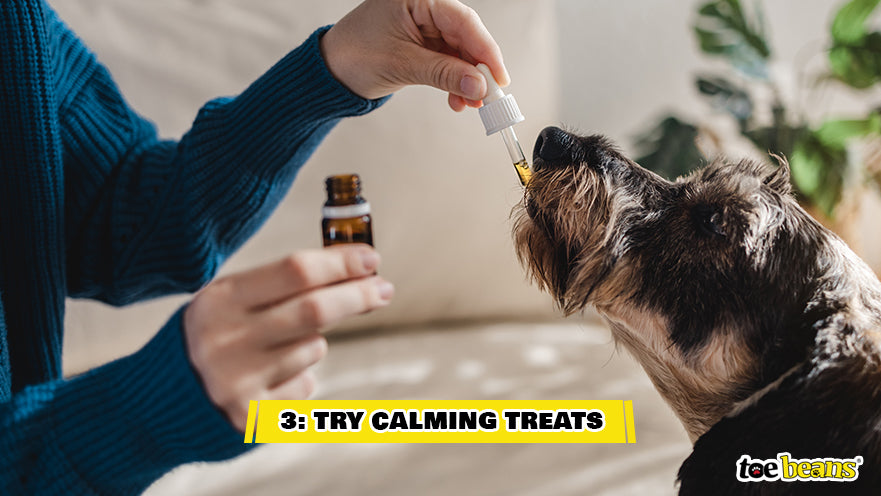 Giving an Anxious Dog CBD Image by Toe Beans