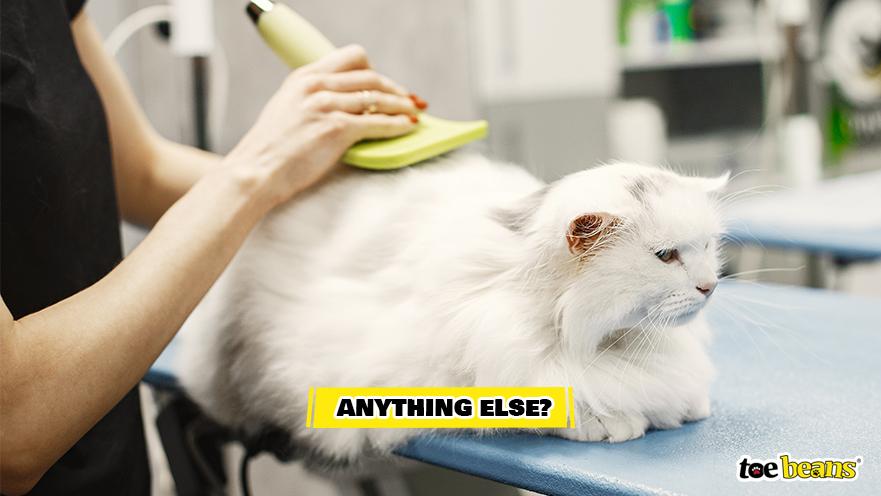 Grooming a Cat Image by Toe Beans