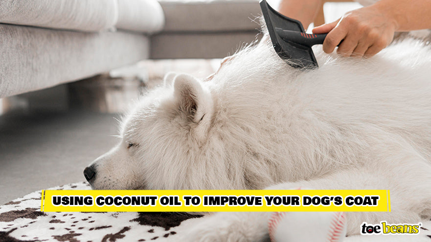Grooming a Dog's Coat Image by Toe Beans