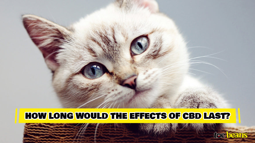 How Long CBD Last
