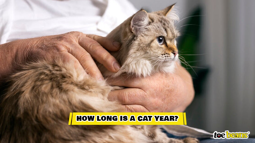 How Long Is A Cat Year Image by Toe Beans