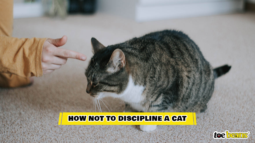 How Not to Discipline a Cat Image by Toe Beans