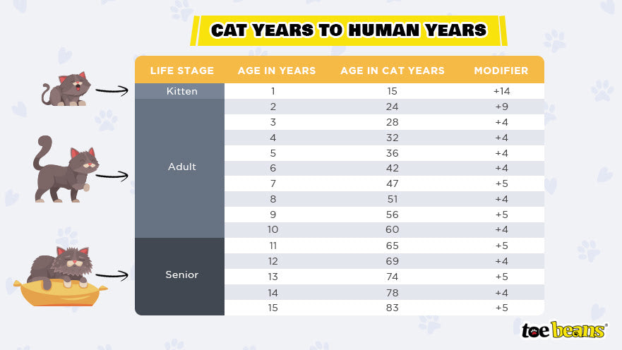 How Are Cat Years Calculated Image by Toe Beans