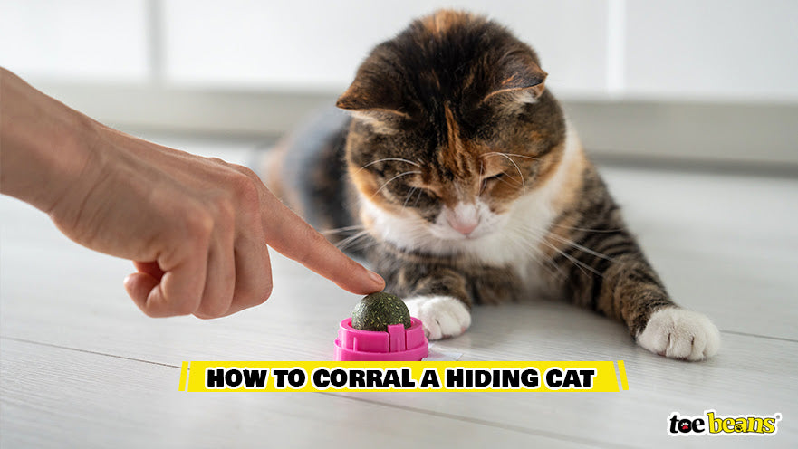 How To Corral A Hiding Cat Image by Toe Beans