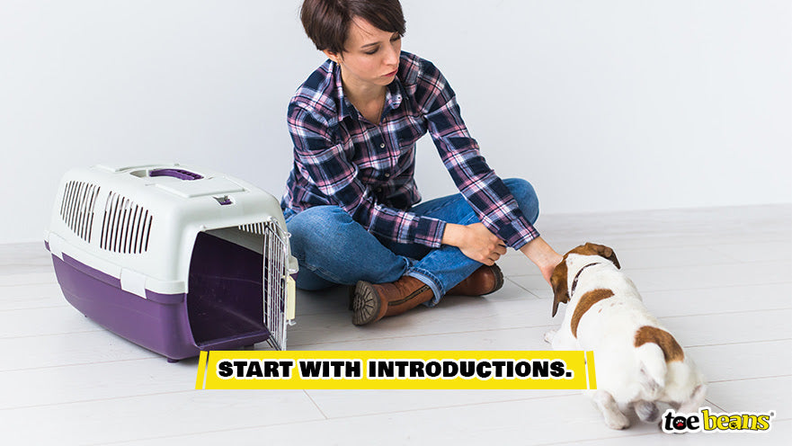 Introducing a Dog to a Crate Image by Toe Beans