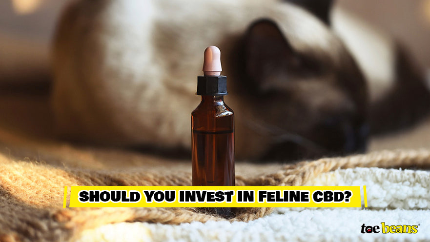 Invest in Feline CBD
