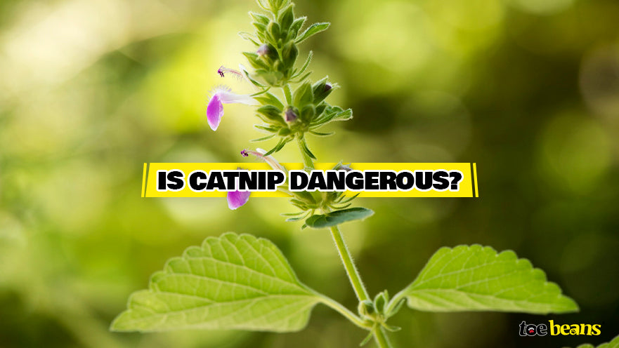 Is Catnip Dangerous