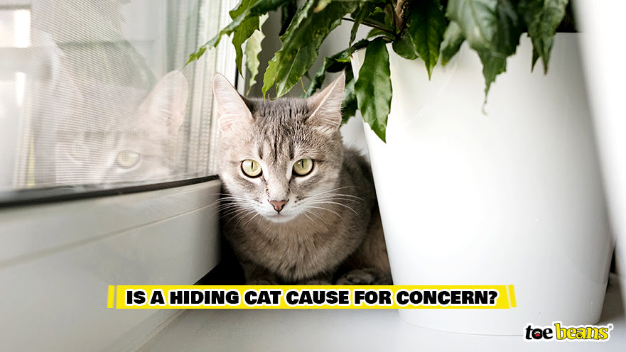 Is A Hiding Cat Cause For Concern Image by Toe Beans
