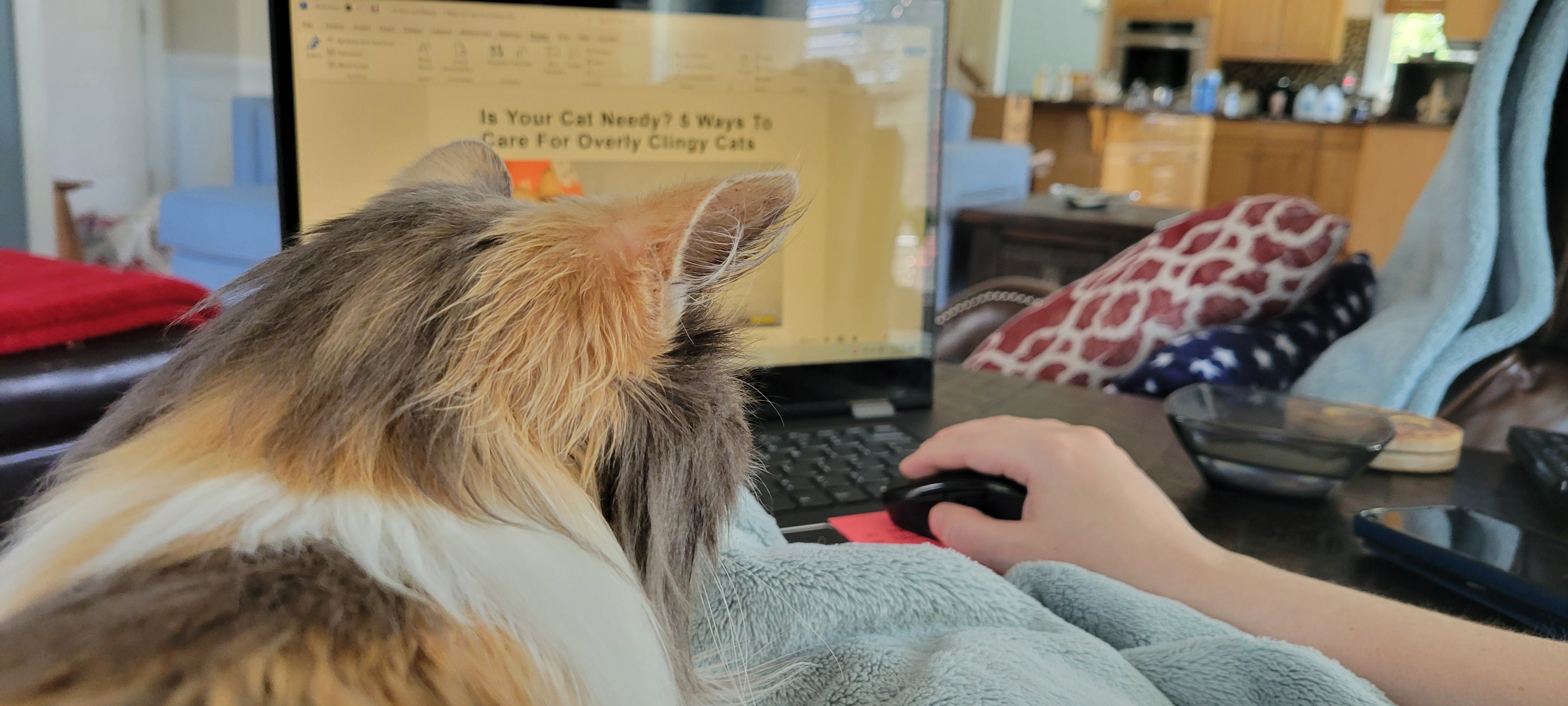 Cat on lap by toe beans
