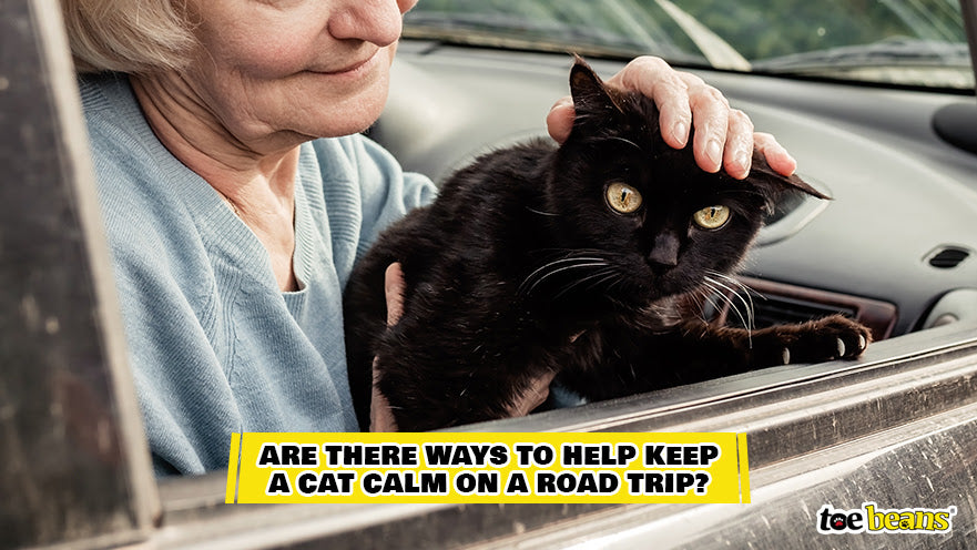 Keeping a Cat Calm on a Road Trip Image by Toe Beans