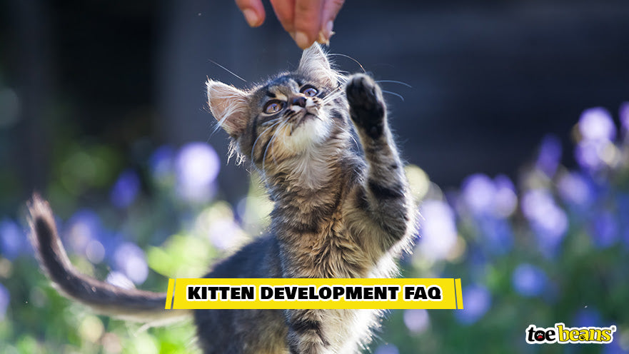 Kitten Development FAQ Image by Toe Beans