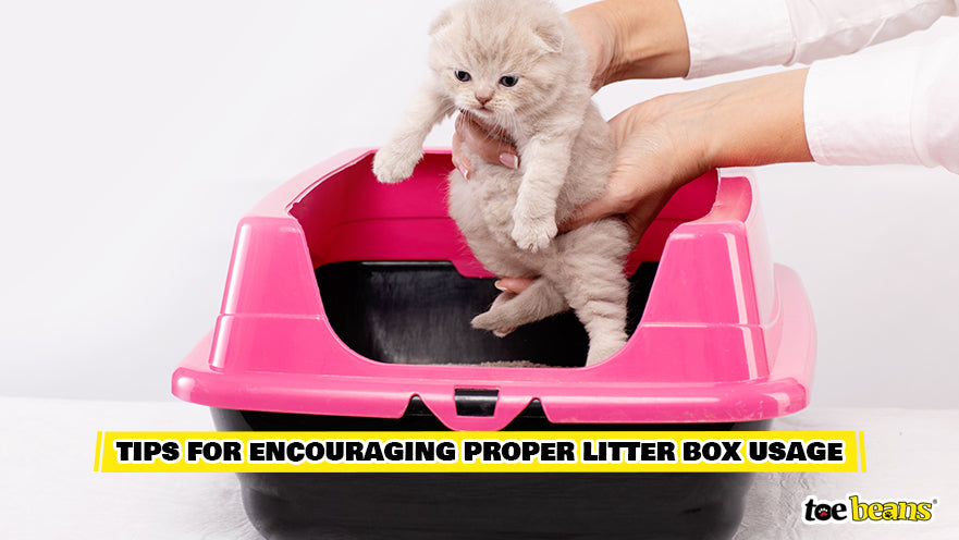 Kitten in a Litter Box Image by Toe Beans