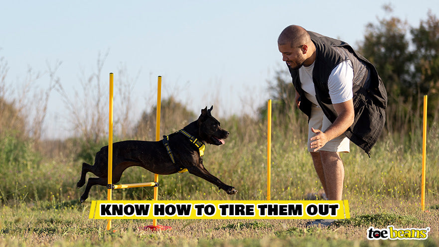 Know How To Tire Them Out Image by Toe Beans