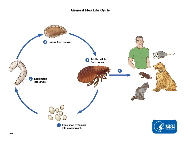 Life cycle of fleas