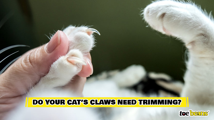 Long Cats Claws