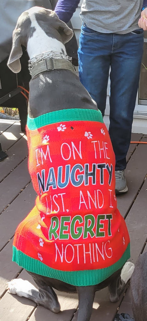 Luna wearing a dog sweater