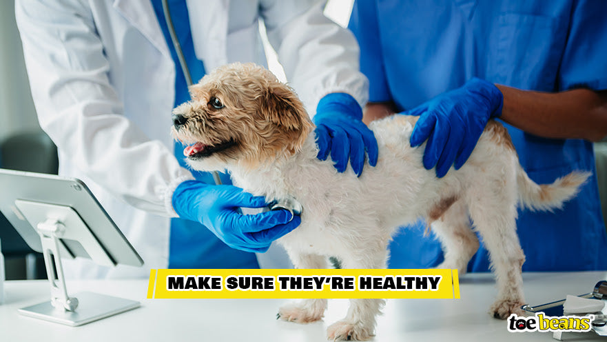 Making Sure a Puppy is Healthy Image by Toe Beans