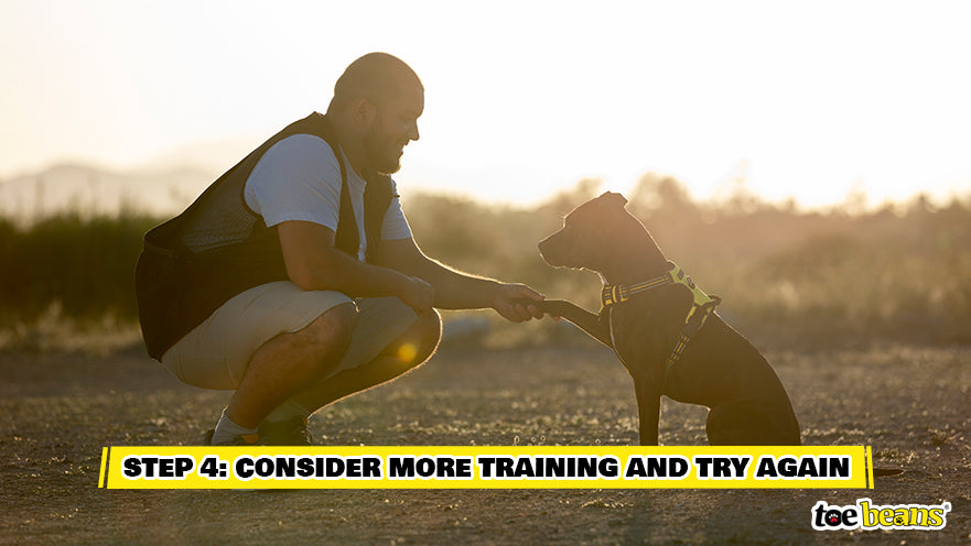 Man Training a Dog Image by Toe Beans