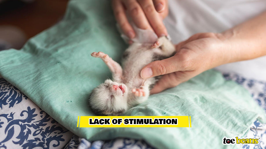 Manual Kitten Bowel Stimulation Image by Toe Beans