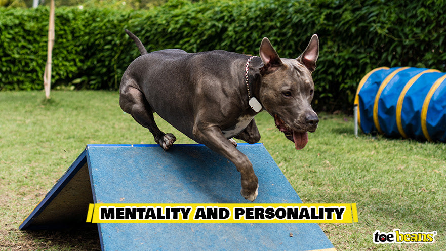 Mentality And Personality Image by Toe Beans